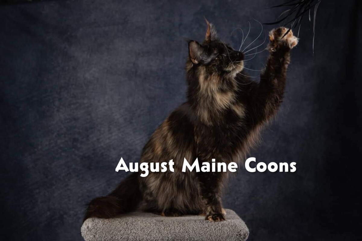 August Maine Coon Kittens Nova