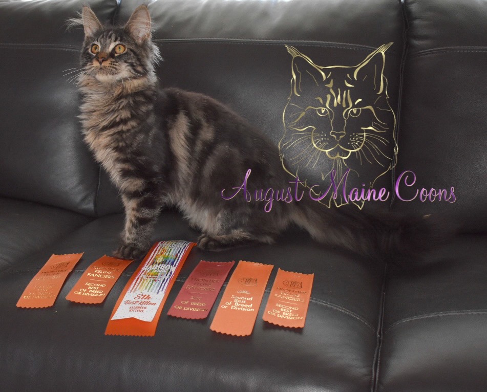 August Maine Coon Kittens