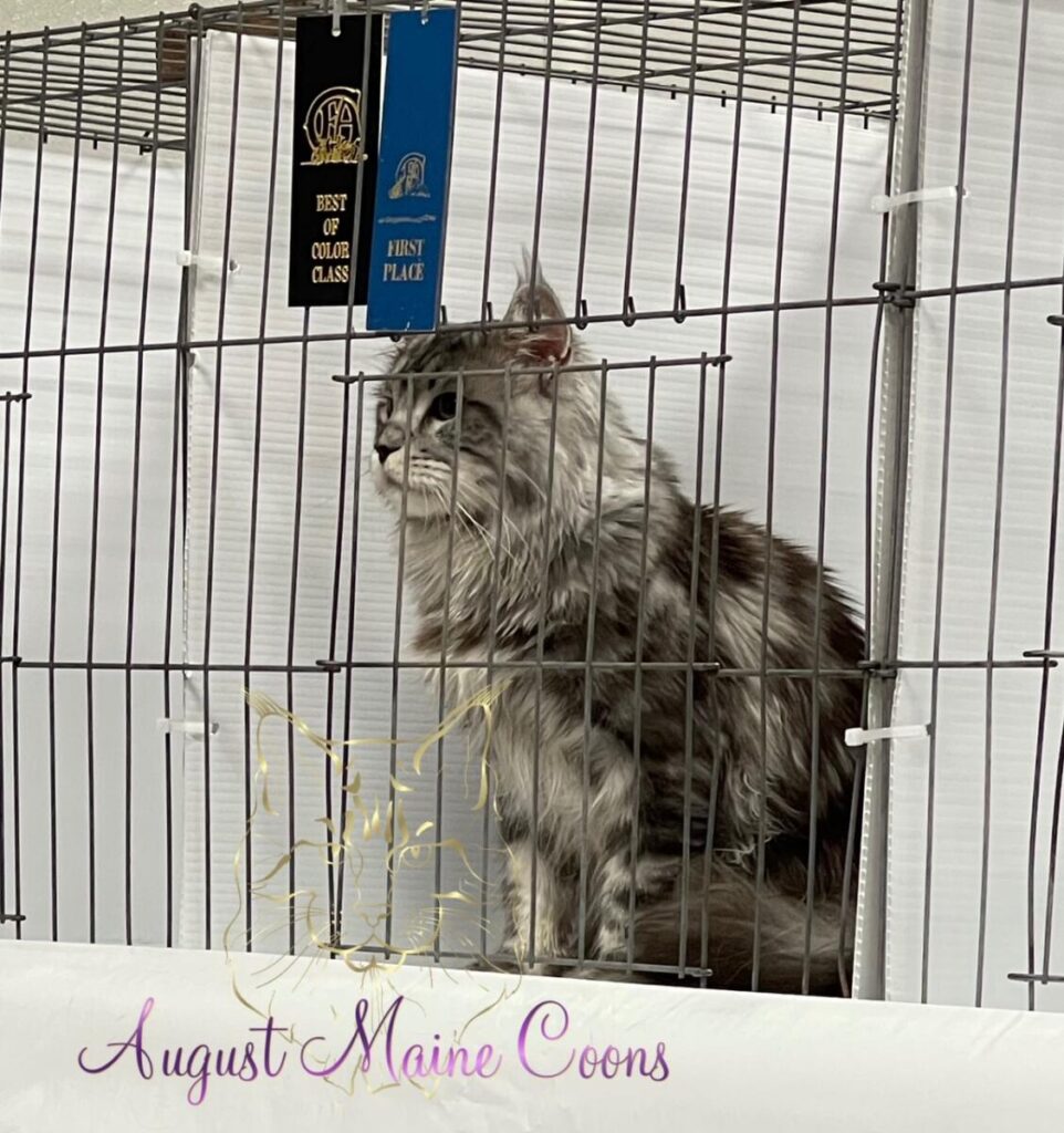 August Maine Coon Kittens