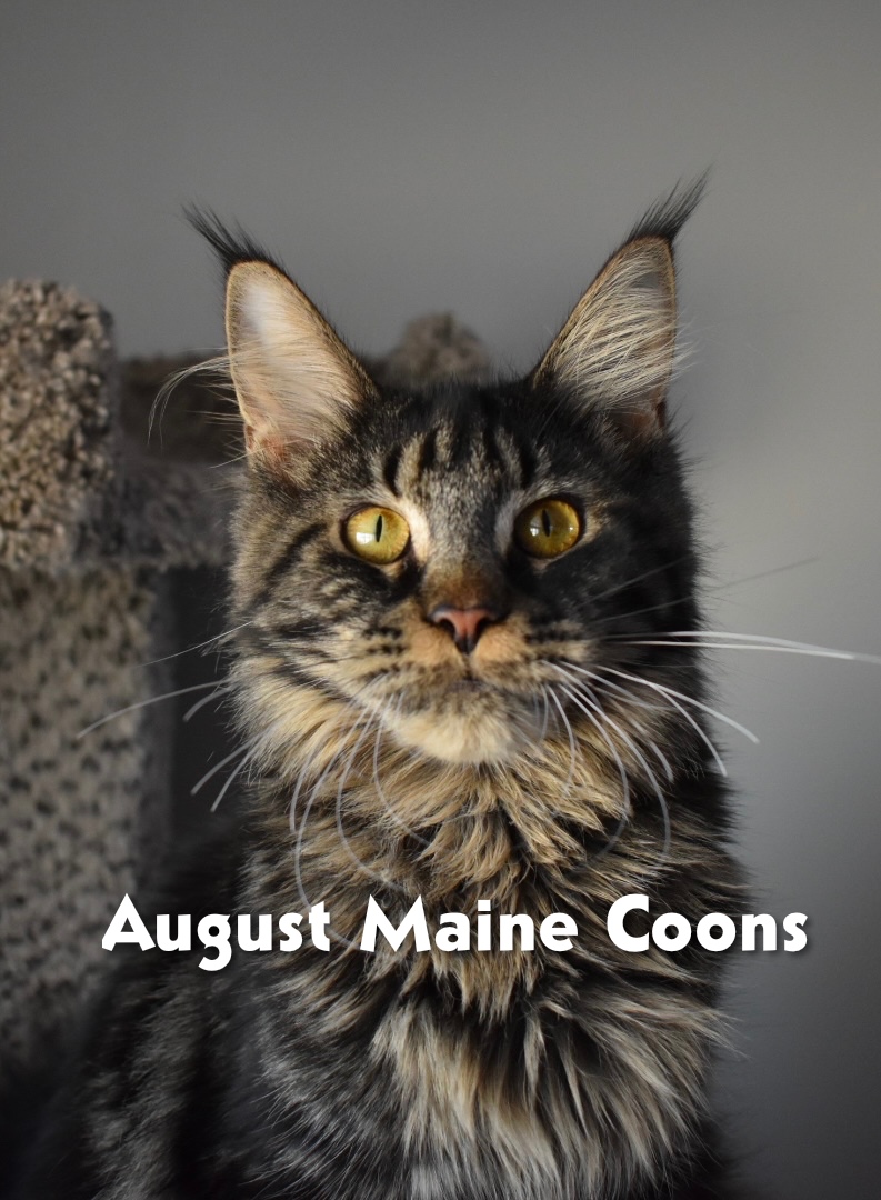 August Maine Coon Kittens August Maine Coon Kittens