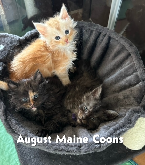 August Maine Coon Kittens