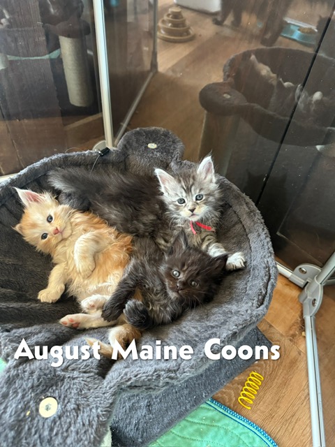 Red Boy, Silver Girl and Silver Boy