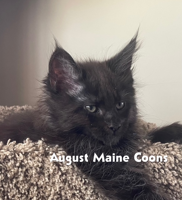 August Maine Coon Kittens