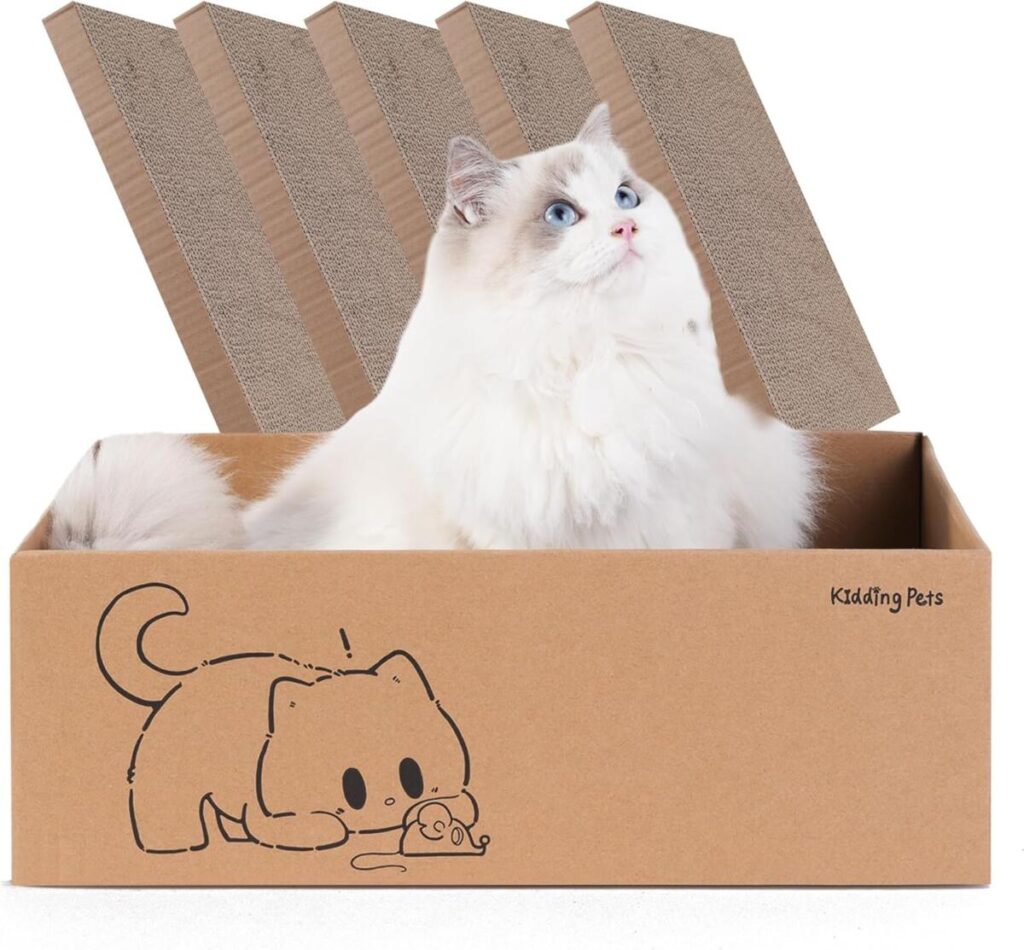 August Maine Coon Kittens