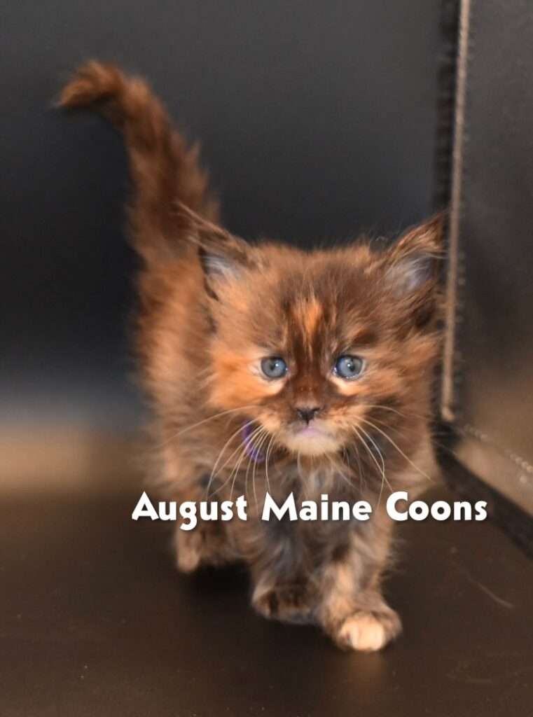 August Maine Coon Kittens