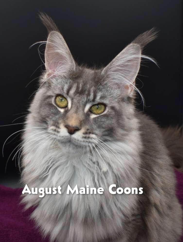 August Maine Coon Kittens