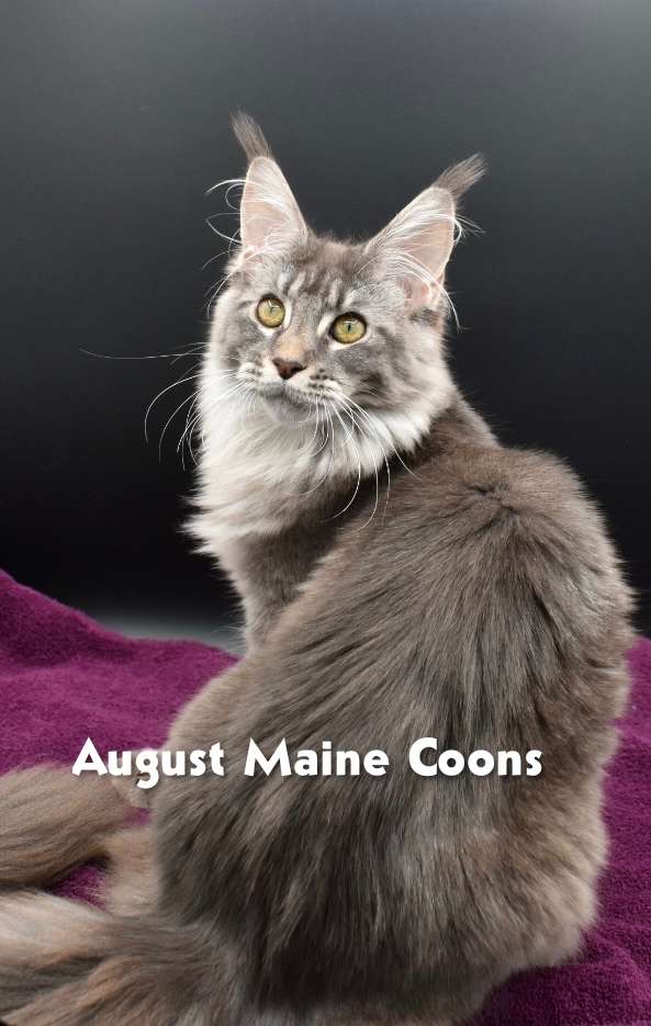 August Maine Coon Kittens Abbey