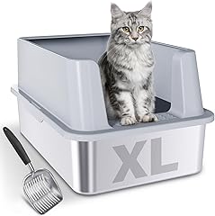 August Maine Coon Kittens