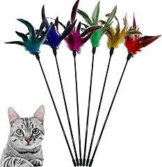 August Maine Coon Kittens