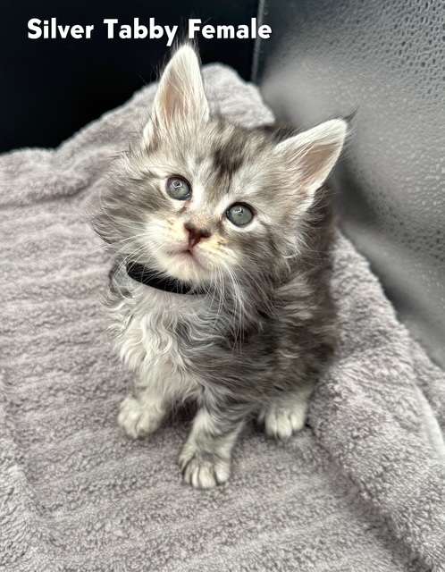 Black with Silver Female