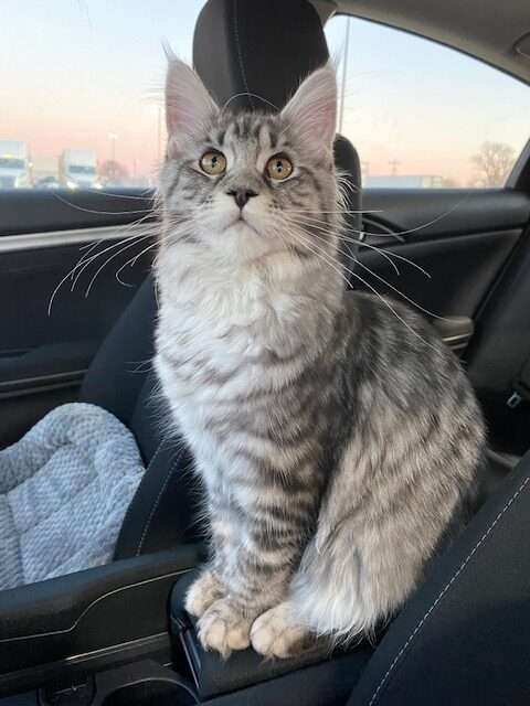 Aria at Neosho, Missouri show