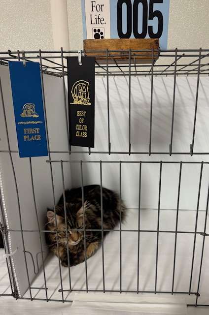 Maverick showing in neosho, missouri