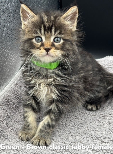 Brown Classic Tabby Female