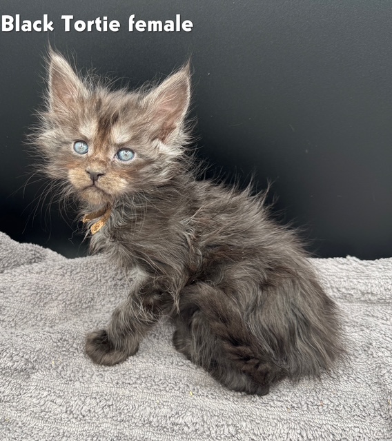 Black Tortie Female
