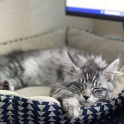 August Maine Coon Kittens