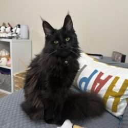 August Maine Coon Kittens