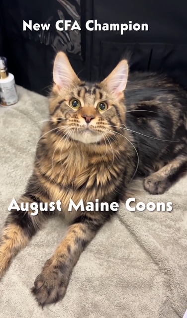 Champion Maverick at show in Gardner, Kansas