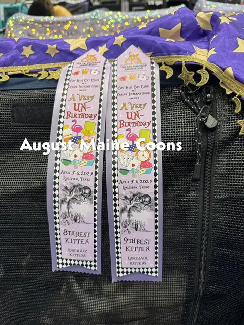 August Maine Coon Kittens