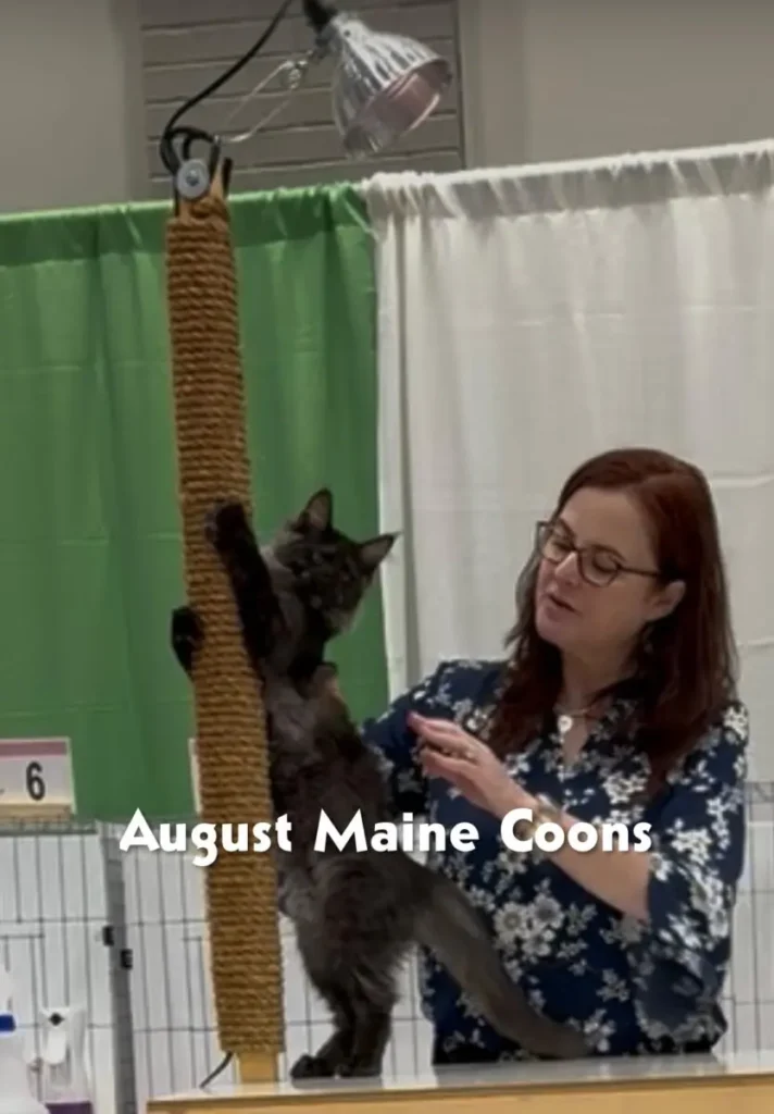 August Maine Coon Kittens