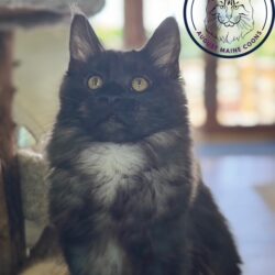 Nala - black smoke Maine Coon