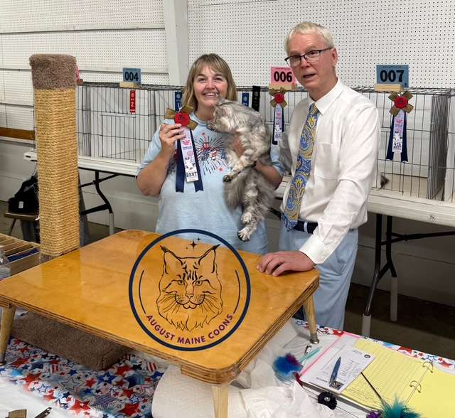 August Maine Coon Kittens Maisey Best Kitten in Show