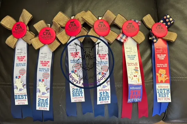 August Maine Coon Kittens