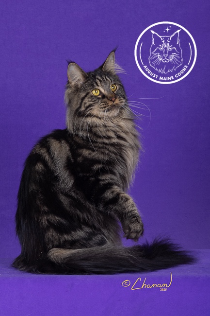 August Maine Coon Kittens