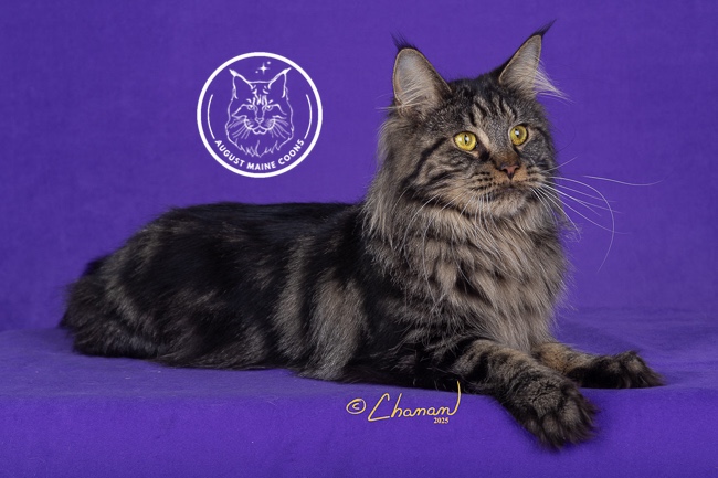 August Maine Coon Kittens Thalia - Brown Tabby