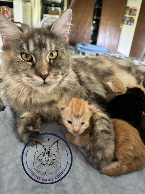 August Maine Coon Kittens
