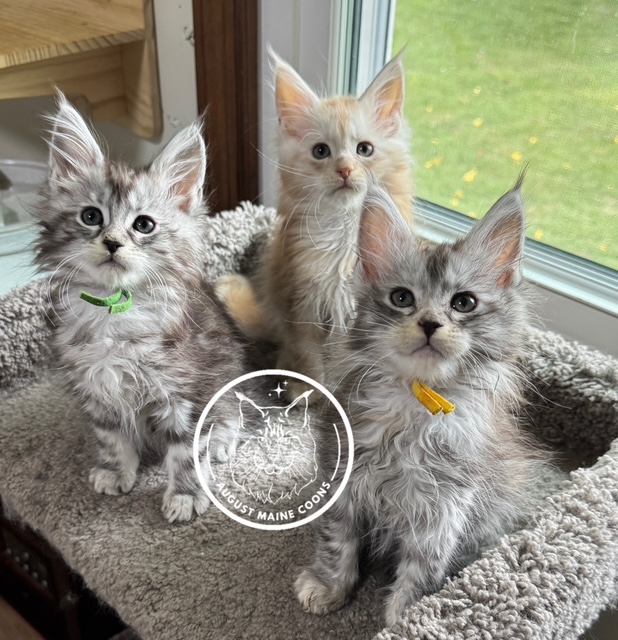 August Maine Coon Kittens August Maine Coon Kittens