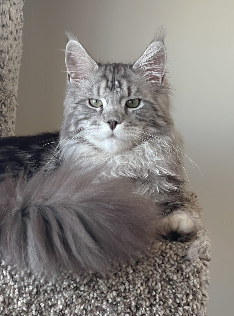 August Maine Coon Kittens