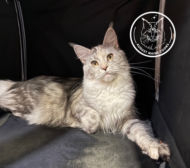 August Maine Coon Kittens