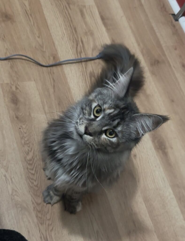 August Maine Coon Kittens Rouge