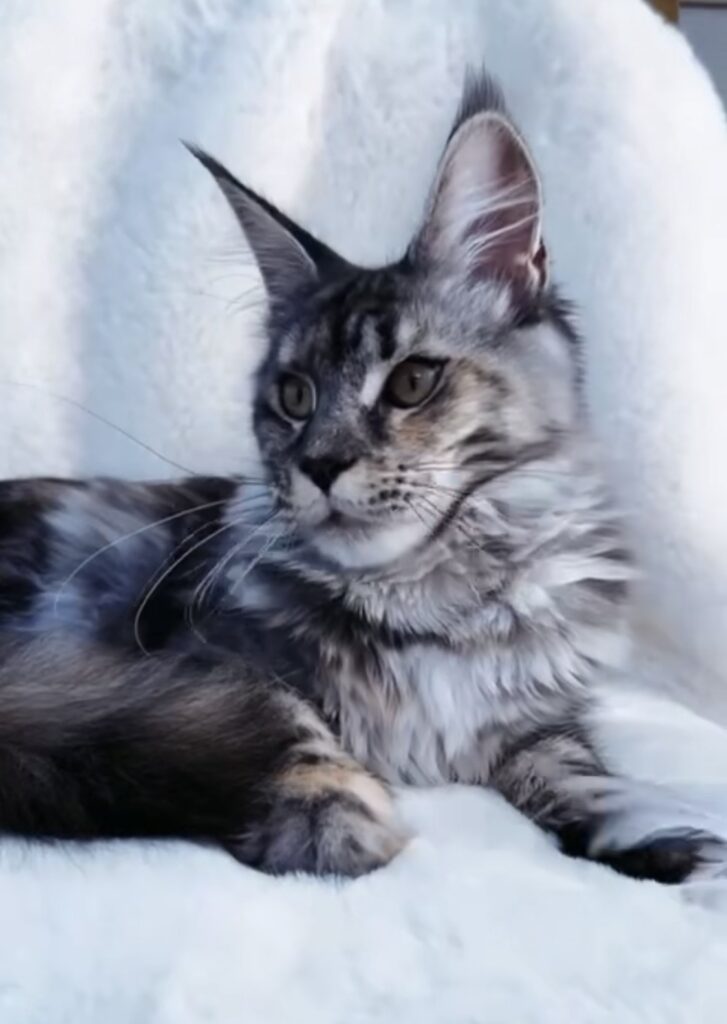 August Maine Coon Kittens Rouge