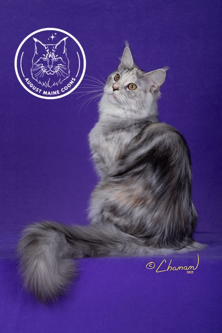 August Maine Coon Kittens August Maine Coon Kittens