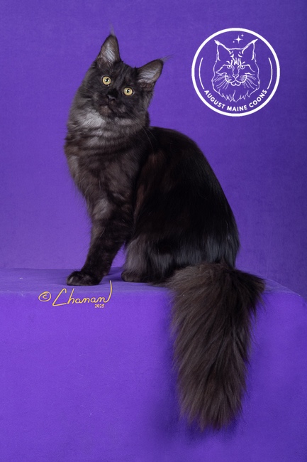 August Maine Coon Kittens