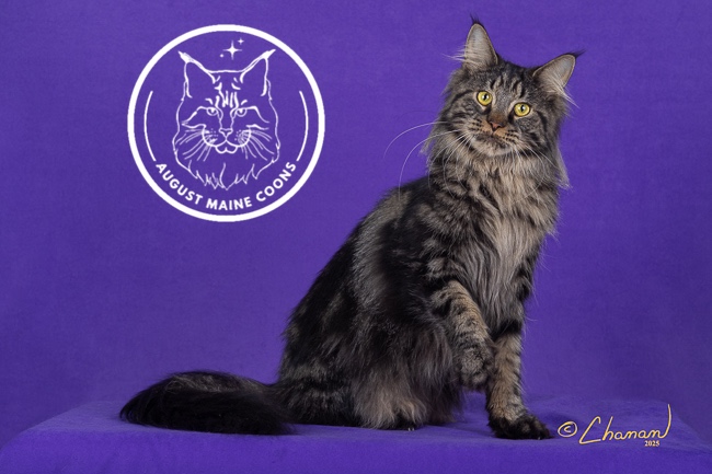 August Maine Coon Kittens