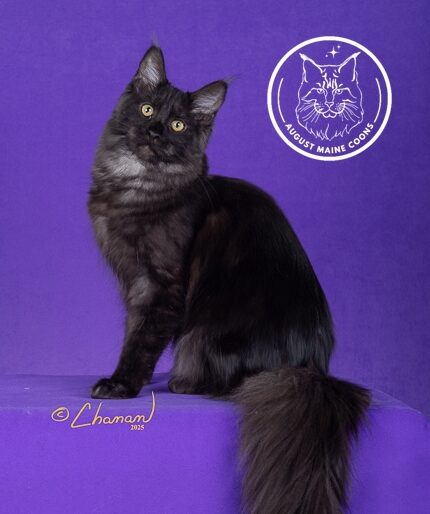 August Maine Coon Kittens