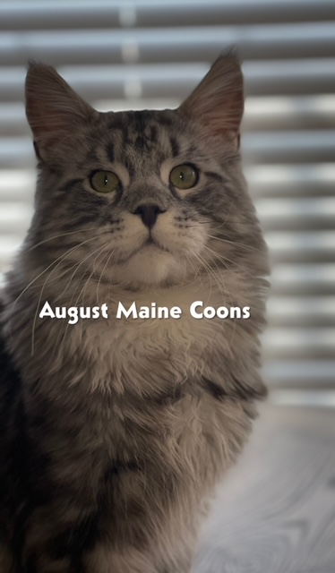 August Maine Coon Kittens August Maine Coon Kittens