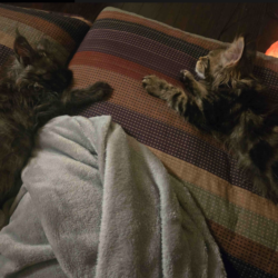 August Maine Coon Kittens