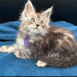 August Maine Coon Kittens