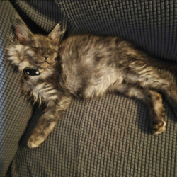 August Maine Coon Kittens