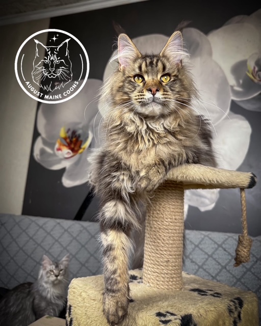 August Maine Coon Kittens August Maine Coon Kittens