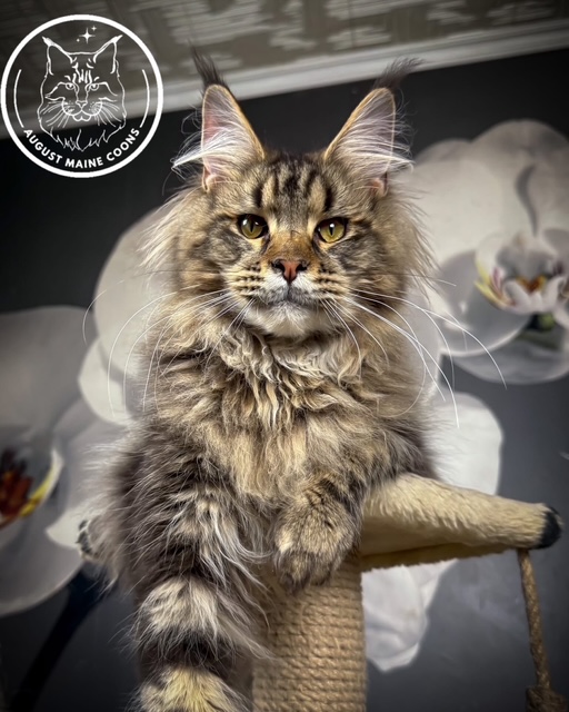 August Maine Coon Kittens August Maine Coon Kittens