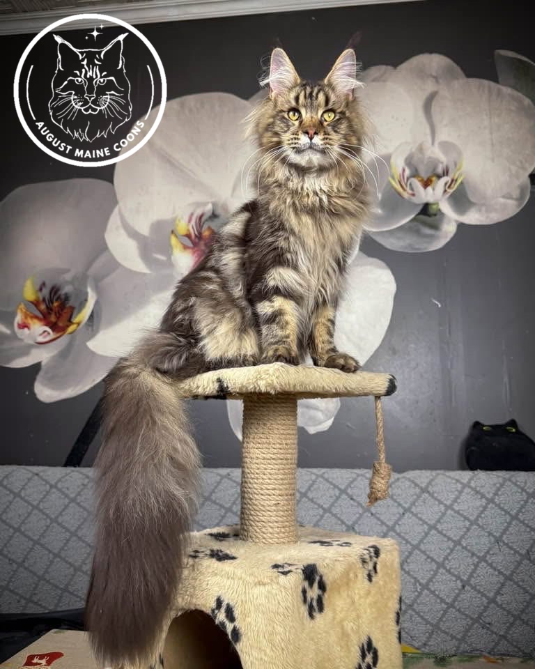 August Maine Coon Kittens August Maine Coon Kittens