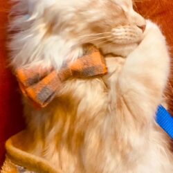 August Maine Coon Kittens