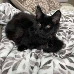 August Maine Coon Kittens