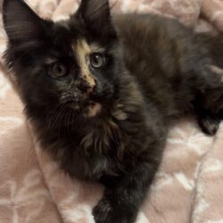 August Maine Coon Kittens