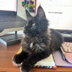 August Maine Coon Kittens