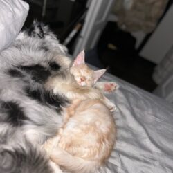 August Maine Coon Kittens
